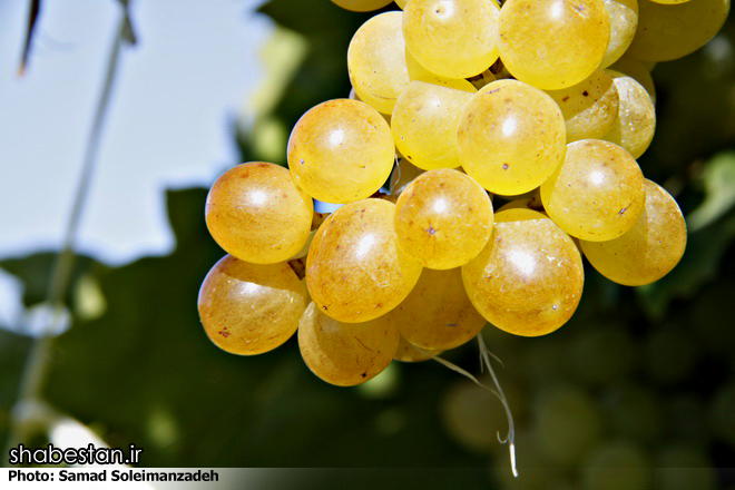 بستر سازی اقتصاد مقاومتی با ایجاد صنایع تبدیلی در حوزه کشاورزی میسر می شود