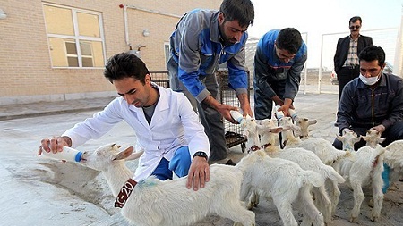 بستني مشهدي با طعم شير بز فرانسوي / با نگهداري از ۱۰ بز سانن به اندازه يك مدير نجومي پول درو كنيد!