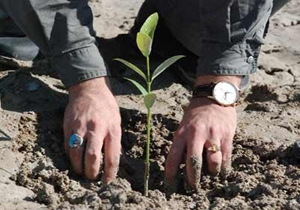   ۶۸۵۰ اصله نهال در ۳۲۶ بقعه متبرکه و مکان مذهبی کشور غرس شد