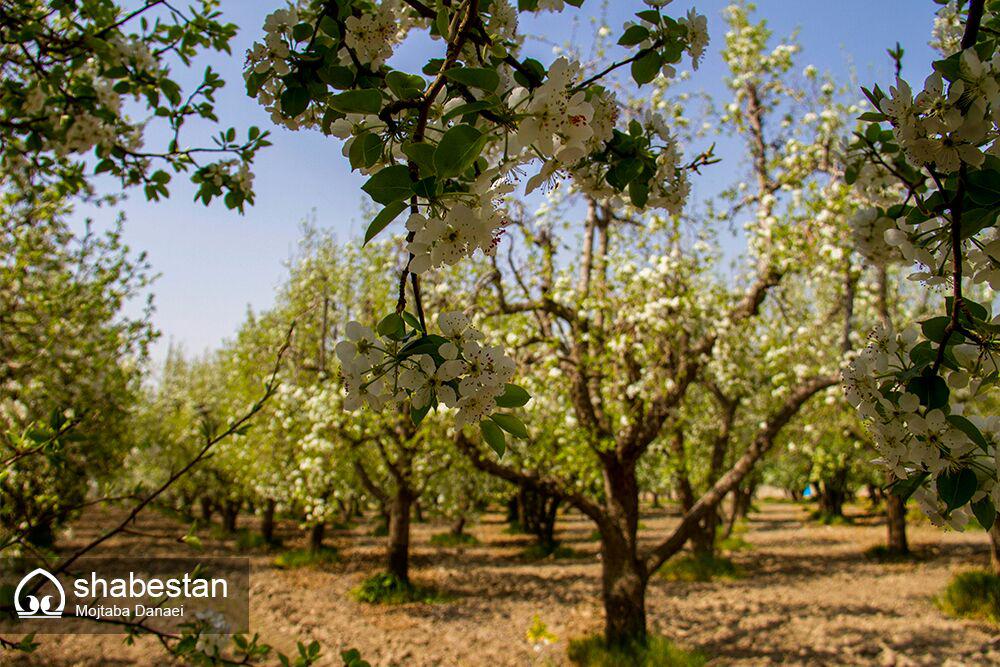 ضرورت سیاست های تشویقی برای حفظ درختان