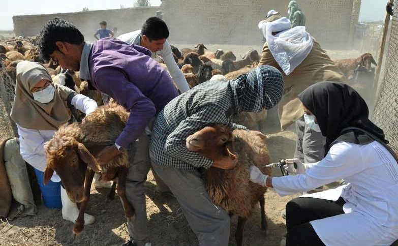 واکسیناسیون ۱۸۰ هزار رأس دام در شهرستان دهلران