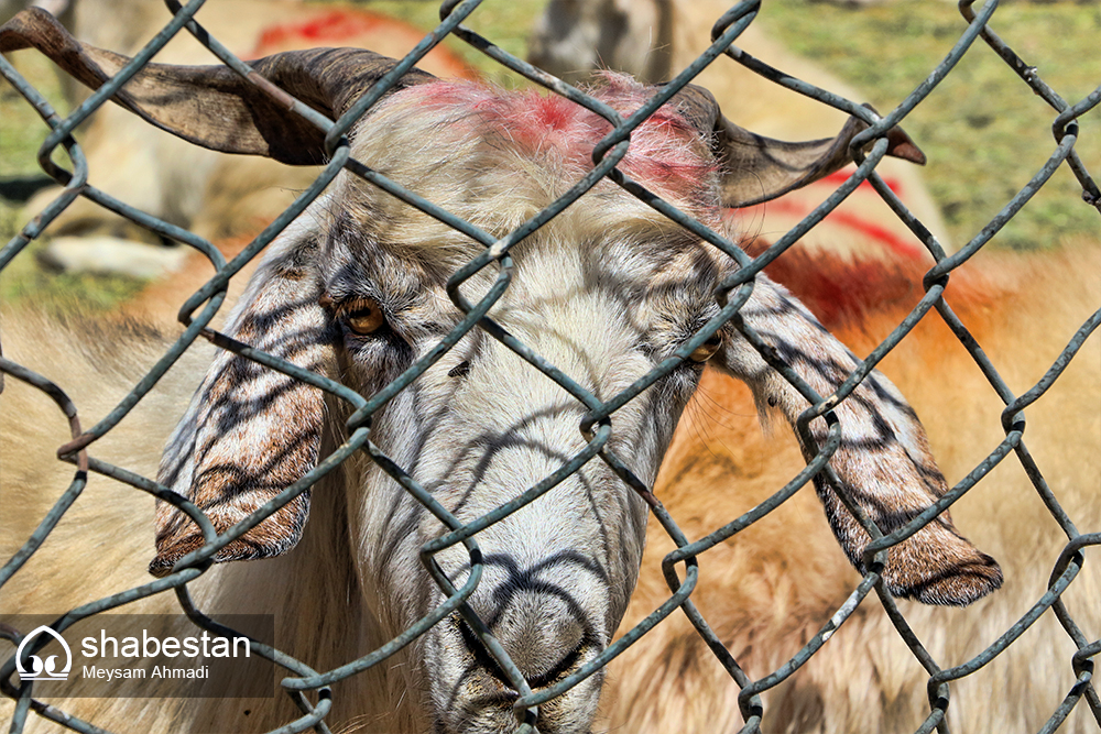 چهار مکان عرضه دام قربانی در بجنورد فعال می شود 