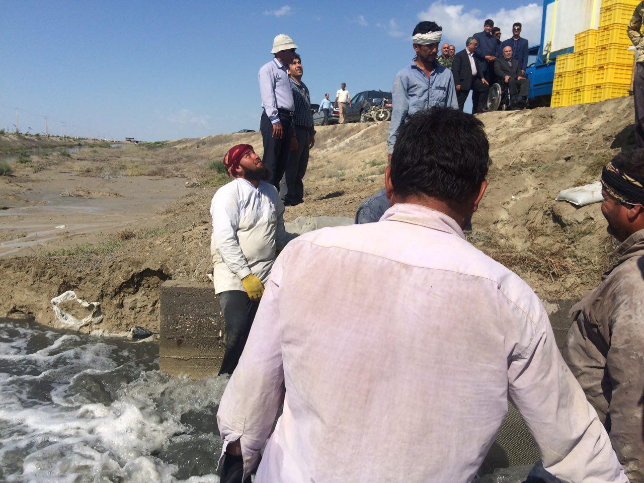 کانال های آبرسان اصلی مجتمع پرورش میگوی گمیشان افتتاح و برداشت میگو در سال ۹۶ آغاز شد