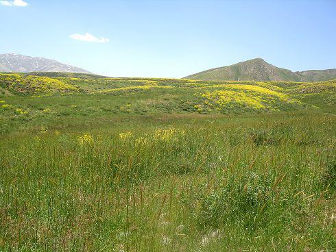 طرح های مرتعداری استان  لرستان بیمه می شوند