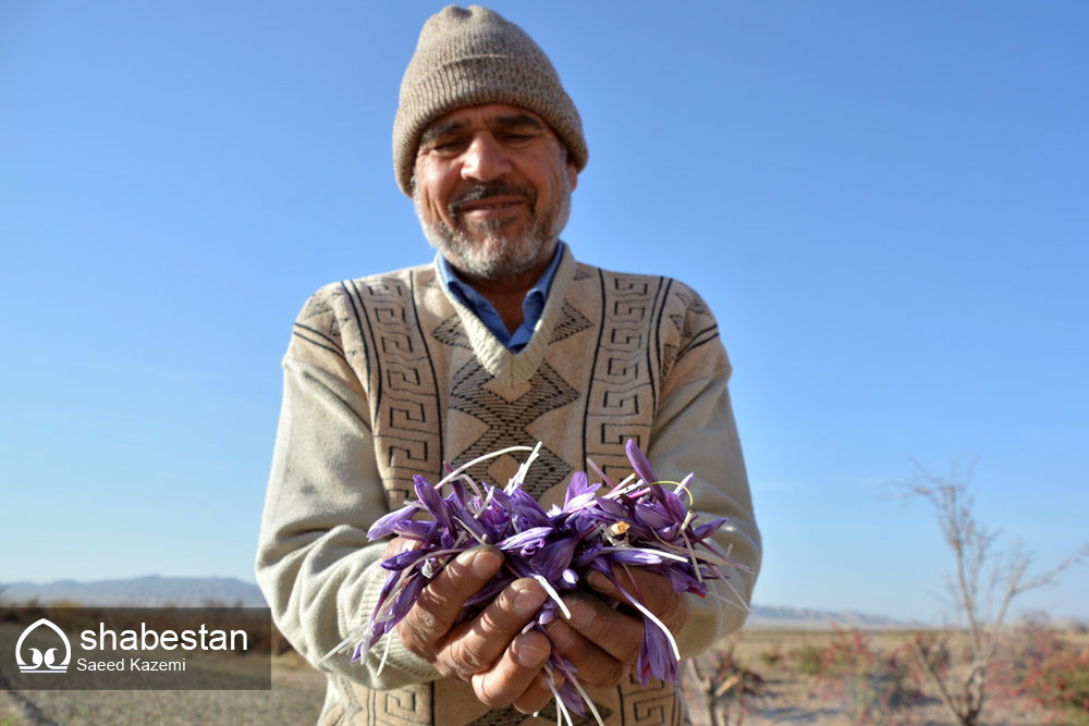 آمادگی برای خرید توافقی کشمش و زعفران در خراسان شمالی