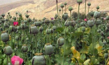 رشد ۷۸ درصدی میزان کشت گیاهان موادمخدر در افغانستان