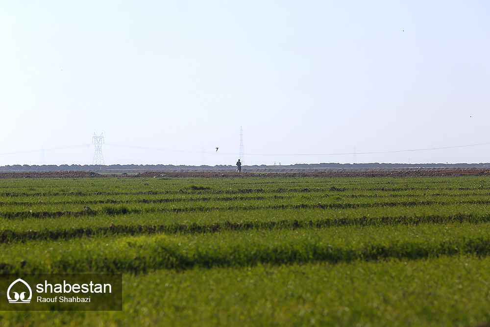 سرمایه گذاری ۱۲ میلیارد تومانی بنیاد مستضعفان خراسان جنوبی در بخش کشاورزی 