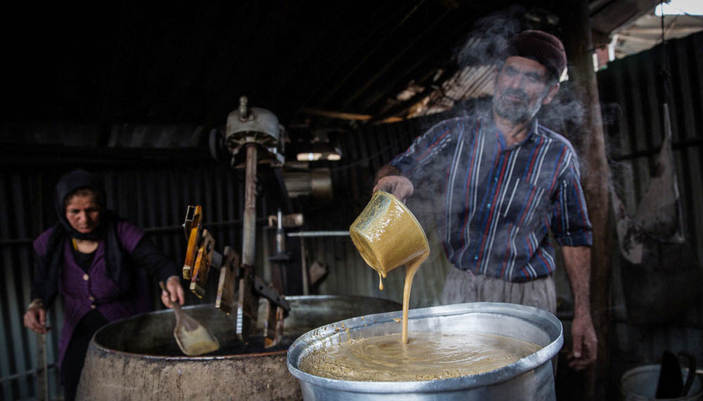 «نیشکر» مازندران با یک قدمت بسیار نیازمند توجه بیشتر است