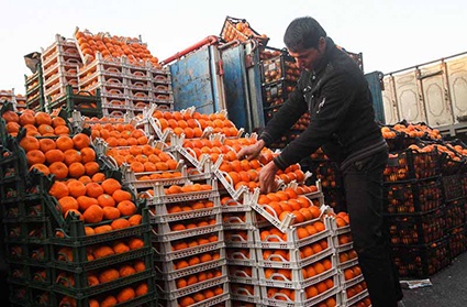 فعالیت ۱۷۰ مرکز توزیع میوه تنظیم بازار در خراسان جنوبی