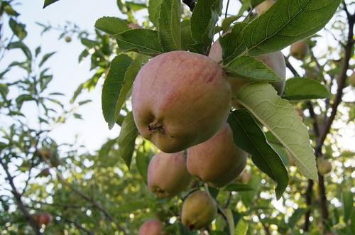 روستای روئین، پتانسیل بالقوه شهرستان اسفراین