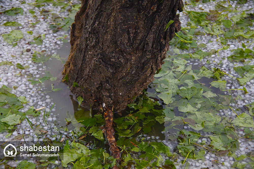 خسارت به بیش از ۹۶ هزار هکتار از مزارع و باغ های فارس در سرمای بهاره