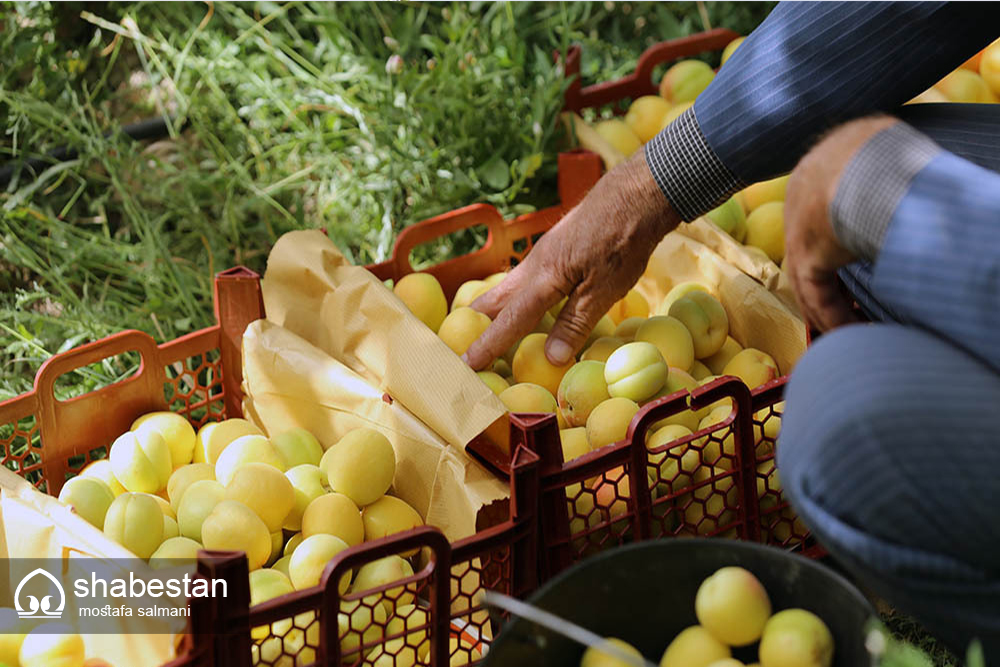 شناسایی آفت «مگس میوه مدیترانه‎ای» در ۴۰۰ هکتار از باغات گلستان  