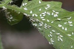 ردیابی آفت قرنطینه ای مگس میوه مدیترانه ای در باغ های مرودشت آغاز شد