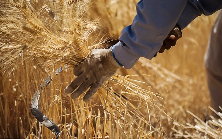 انتقادات جواب داد/تعیین قیمت ۱۶۰۰ تومانی برای خرید تضمینی گندم