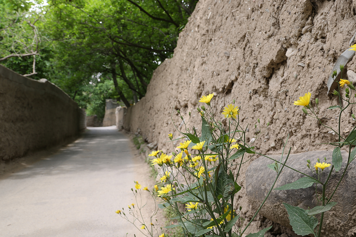 باغات و فضای زندگی در محله قدیمی کن باید بدون قطع درخت حفظ شود