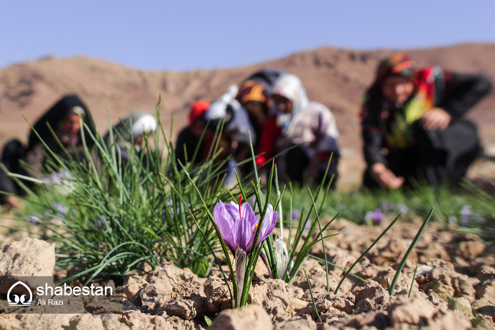 از طعم خشکسالی تا لبخند طلای سرخ