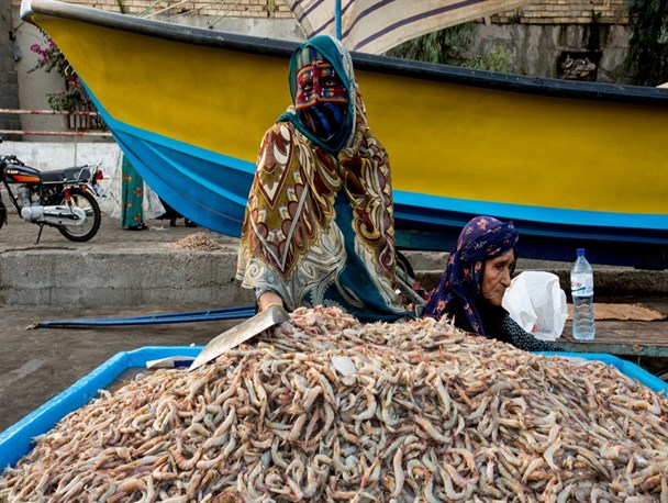 کشورهای اروپایی، حوزه خلیج فارس و چین مشتری میگوی ایرانی