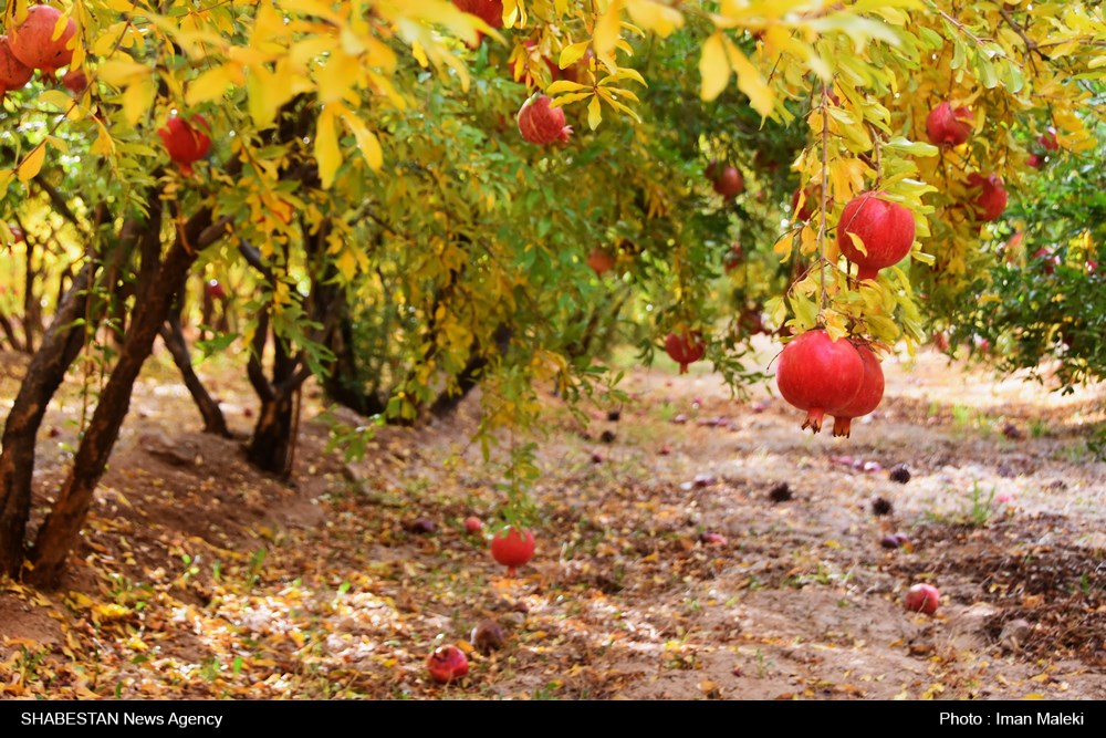 طغیان آفت «مگس مدیترانه‎ ای» در باغات گلستان به مرز هشدار رسید  