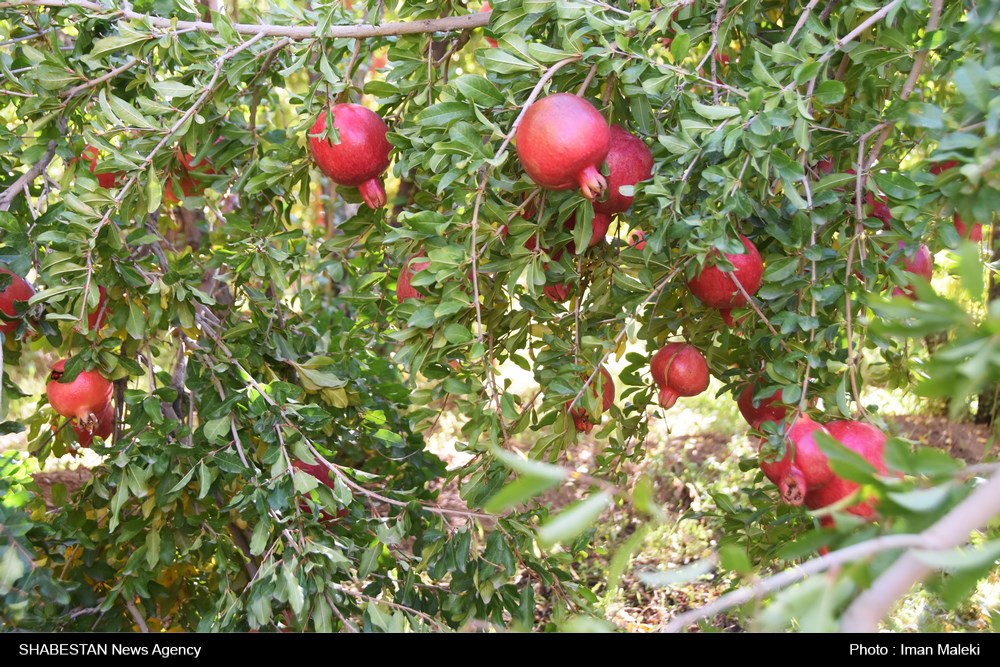 برداشت انار از باغات قزوین آغاز شد