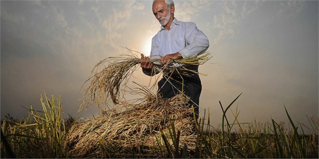 جرایم دیر کرد و سود بانکی تسهیلات کشاورزی سیستان و بلوچستان بخشیده می شود