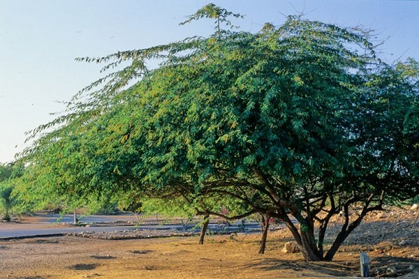 کنترل گونه مهاجم سُمر در ۵۰۰ هکتار از اراضی میناب