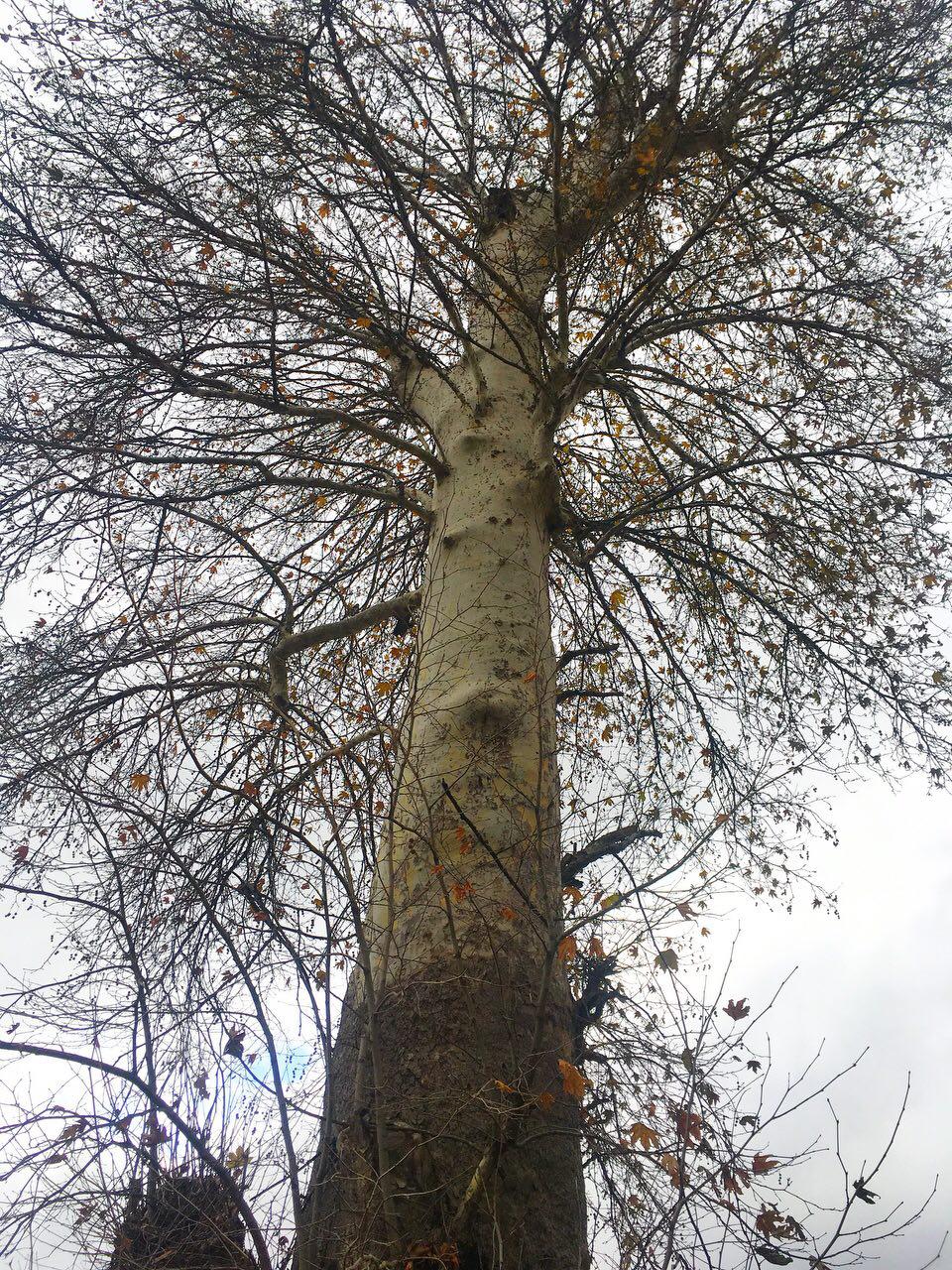 درخت کهنسال روستای نرسو در فهرست  آثار طبیعی ملی ثبت شد 