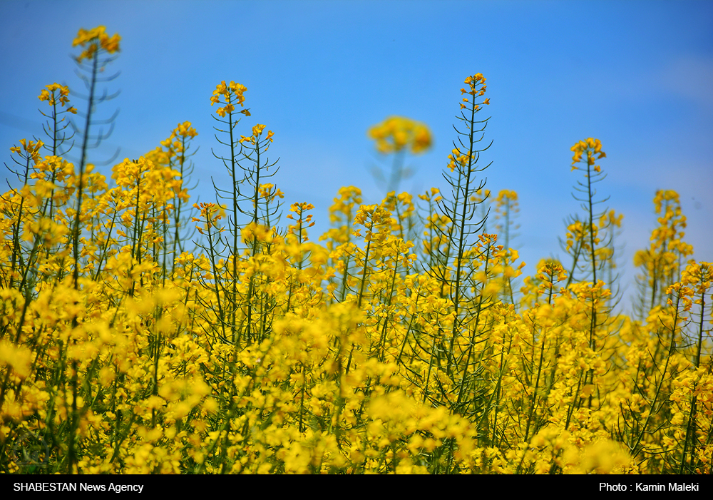 سیل و تگرگ ۲۵۰ هکتار از مزارع کُلزا خراسان شمالی را از بین برد