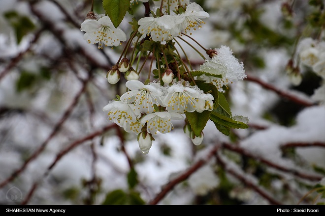 خسارت ۳۰۰ میلیارد تومانی به محصولات باغی آذربایجان غربی  