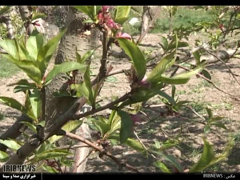   سوز سرمای بهاره سوز دل کشاورزان و باغداران ملایری/ خسارت ۵۲ میلیاردی به باغات ملایر 