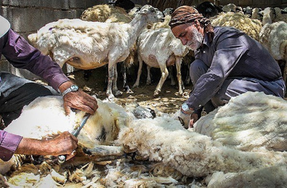 صعود هفت پله ای قیمت پشم دام عشایر