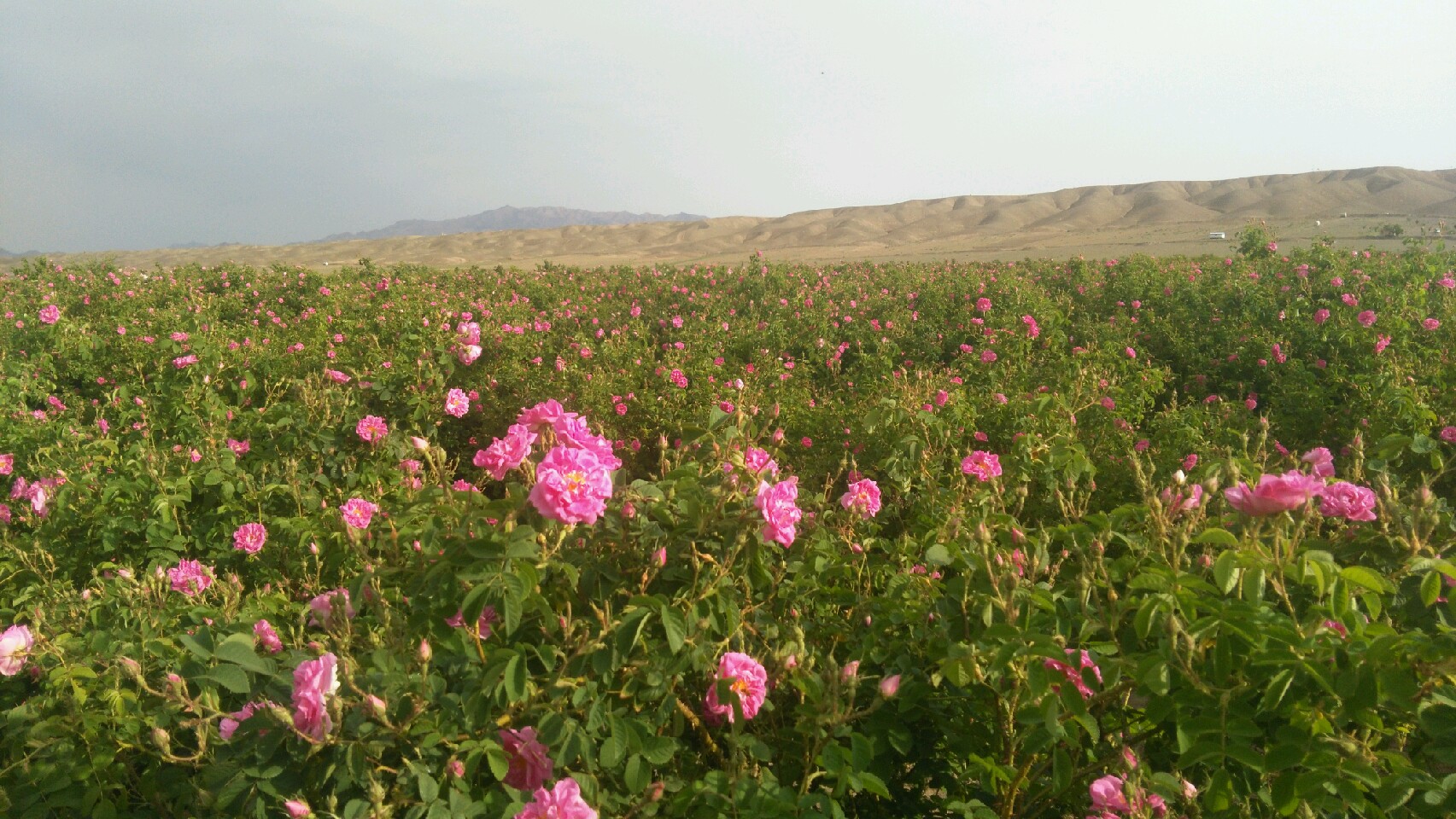 تولید بیش از ۷۰۰ تن گل محمدی در چهارمحال و بختیاری