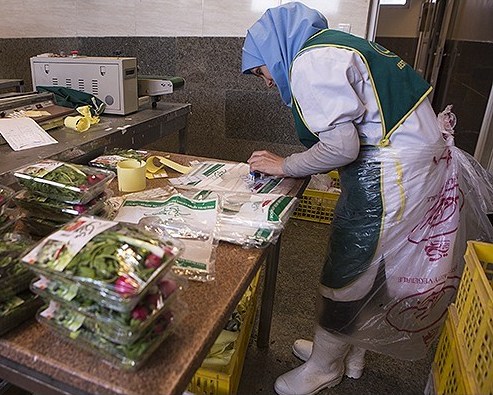  نیمی از تسهیلات پرداخت شده اشتغال روستایی در حوزه کشاورزی بوده است  