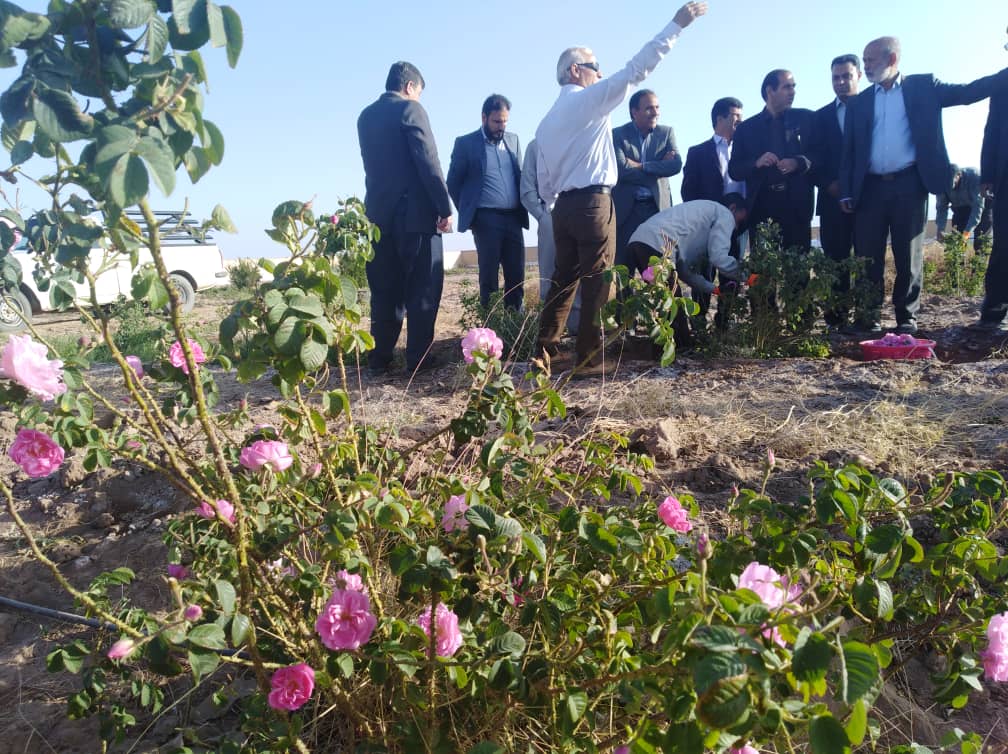 برداشت گل محمدی در رفسنجان آغاز شد  