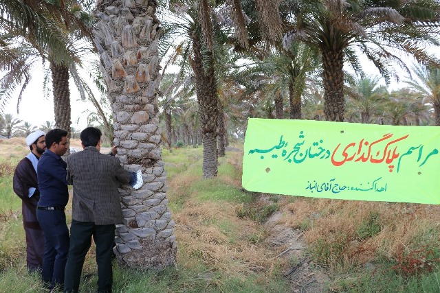 بخش رودخانه شهرستان رودان پیشگام در طرح شجره طیبه