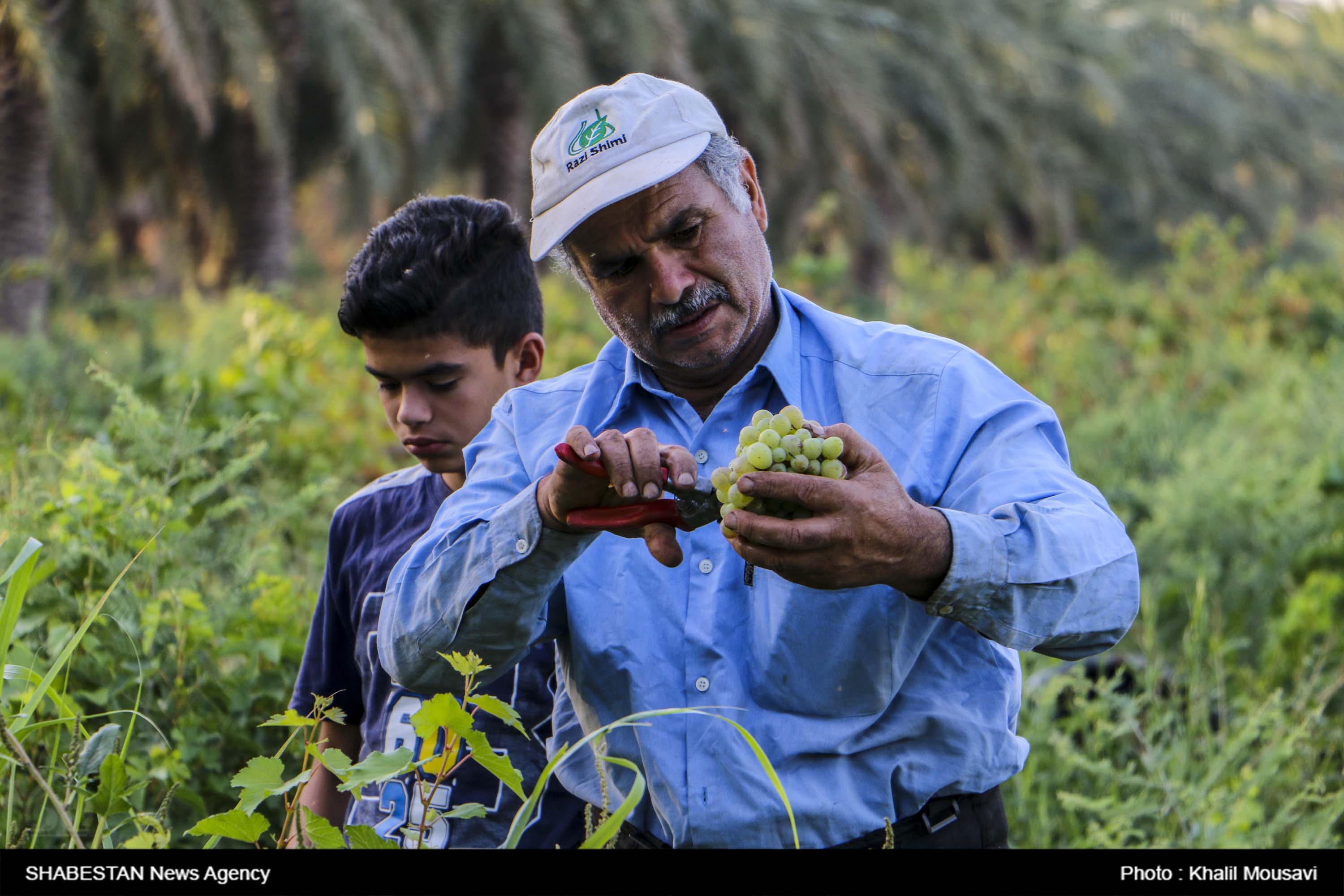 ۸۰ درصد خسارت باغی شیروان مربوط به تاکستان ها بود