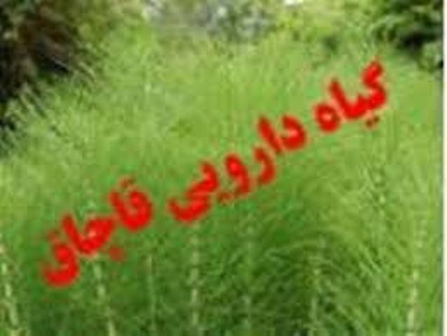 توقيف محموله یک تنی گیاهان دارویی قاچاق در بندر خمیر 