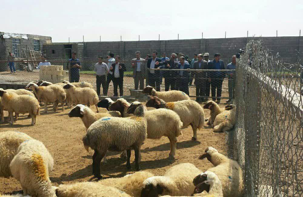 ​وجود حدود ۲ میلیون رأس دام سبک و سنگین در گلستان