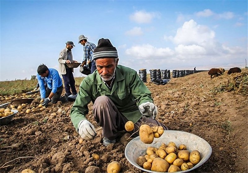 برداشت ۲۰ هزار تن سیب زمینی از مزارع استان همدان