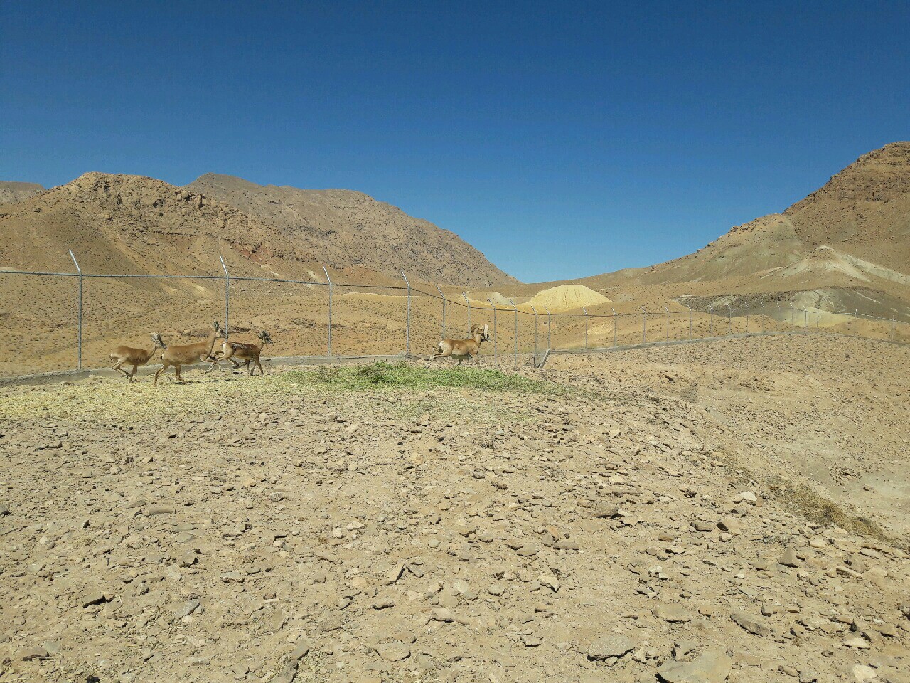 زون بندی منطقه حفاظت شده آرک و گرنگ به زودی آغاز می شود