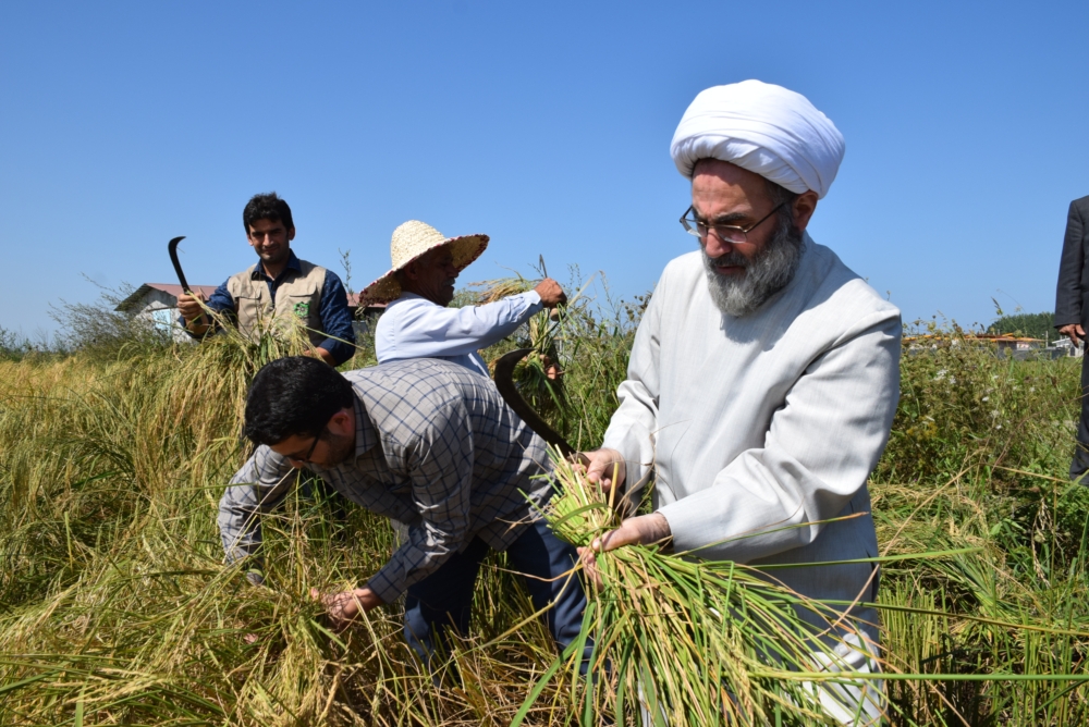 دروی برنج آیت الله فلاحتی در مزرعه کشاورز لنگرودی 