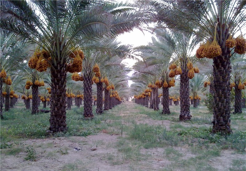 افتتاح دو هزار و ۴۰۰ هکتار آبیاری تحت فشار در نخیلات دشتستان تا دهه فجر 