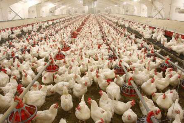 افتتاح یک واحد پرورش قوچ و میش وحشی و یک واحد پرورش مرغ گوشتی در لارستان