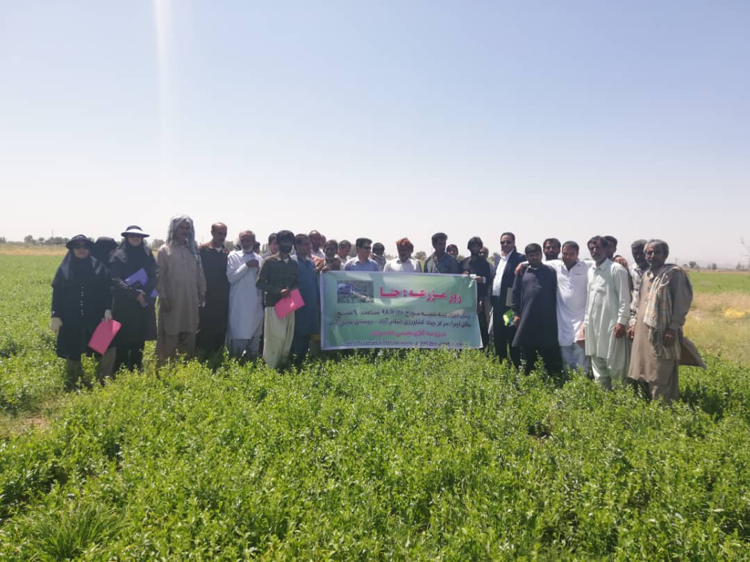     برگزاری روز مزرعه حنا در شهرستان رودبارجنوب