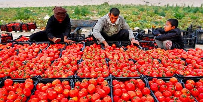 ۱۹۰ هزار تن گوجه فرنگی در سطح گلستان برداشت شد 