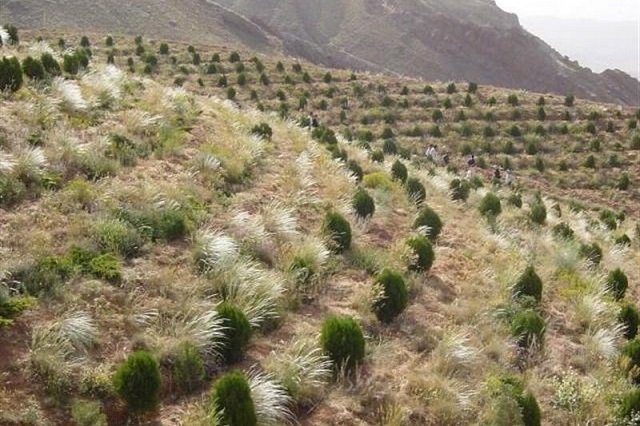 برخورد قانونی با متخلفان تخریب مراتع و جنگل ها در استان زنجان