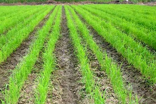 مزایای خشکه کاری برنج؛ از صرفه جویی در مصرف آب تا کاهش هزینه ها  