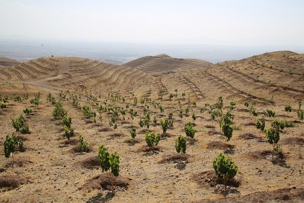 نهضت سبز در روستاها و مناطق بیابانی دهلران اجرا می شود 