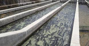 تولید بیش از یک هزار و ۶۰۰ تن ماهی در استخرهای کشاورزی قزوین