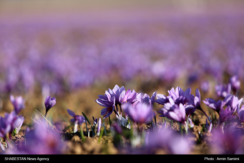 راه اندازی آزمایشگاه کنترل کیفیت زعفران، خراسان شمالی را مستقل می کند