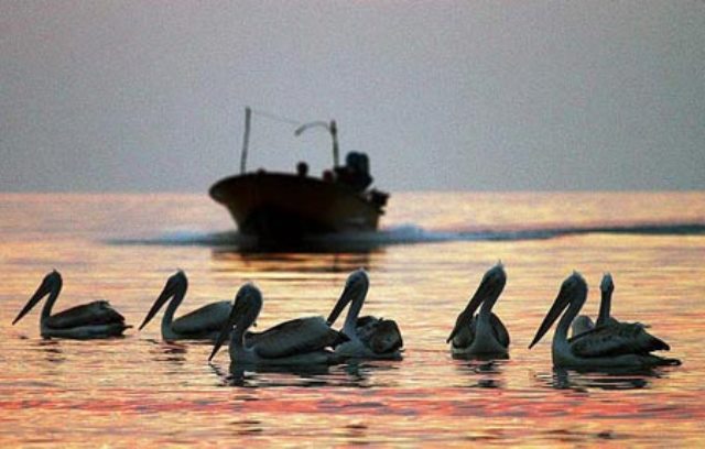 سفر دریایی همراه با تماشای پرندگان آبزی/«خور آذینی»، مقصدگردشگری در شرق هرمزگان  